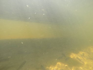 Balık popülasyonlarını ve balıkçılığı desteklemek için genç pikeperch 'i (Sander lucioperca) doğal sulara salma süreci. Bu uygulama stokların artmasına, biyolojik çeşitliliğin artmasına ve ekosistin sürdürülmesine yardımcı olur.