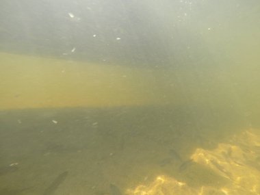 Balık popülasyonlarını ve balıkçılığı desteklemek için genç pikeperch 'i (Sander lucioperca) doğal sulara salma süreci. Bu uygulama stokların artmasına, biyolojik çeşitliliğin artmasına ve ekosistin sürdürülmesine yardımcı olur.