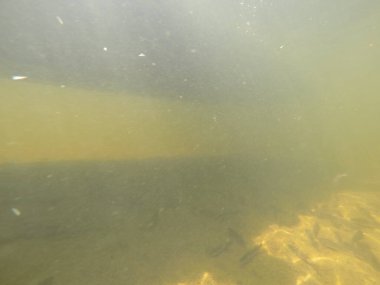 Balık popülasyonlarını ve balıkçılığı desteklemek için genç pikeperch 'i (Sander lucioperca) doğal sulara salma süreci. Bu uygulama stokların artmasına, biyolojik çeşitliliğin artmasına ve ekosistin sürdürülmesine yardımcı olur.