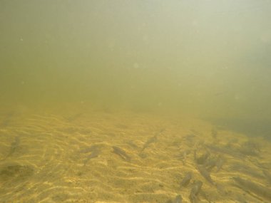 Balık popülasyonlarını ve balıkçılığı desteklemek için genç pikeperch 'i (Sander lucioperca) doğal sulara salma süreci. Bu uygulama stokların artmasına, biyolojik çeşitliliğin artmasına ve ekosistin sürdürülmesine yardımcı olur.