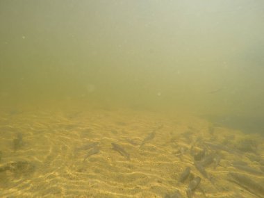 Balık popülasyonlarını ve balıkçılığı desteklemek için genç pikeperch 'i (Sander lucioperca) doğal sulara salma süreci. Bu uygulama stokların artmasına, biyolojik çeşitliliğin artmasına ve ekosistin sürdürülmesine yardımcı olur.