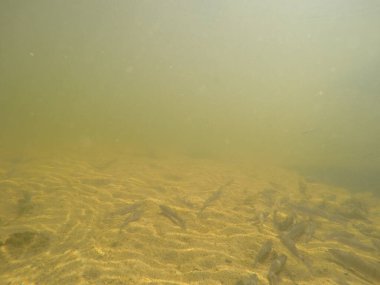 Balık popülasyonlarını ve balıkçılığı desteklemek için genç pikeperch 'i (Sander lucioperca) doğal sulara salma süreci. Bu uygulama stokların artmasına, biyolojik çeşitliliğin artmasına ve ekosistin sürdürülmesine yardımcı olur.