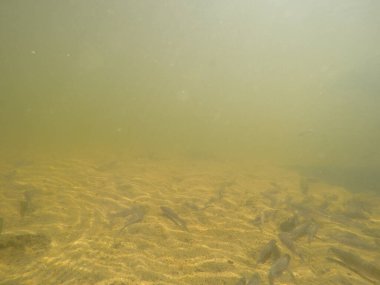 Balık popülasyonlarını ve balıkçılığı desteklemek için genç pikeperch 'i (Sander lucioperca) doğal sulara salma süreci. Bu uygulama stokların artmasına, biyolojik çeşitliliğin artmasına ve ekosistin sürdürülmesine yardımcı olur.