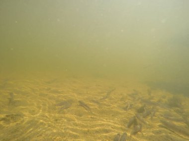 Balık popülasyonlarını ve balıkçılığı desteklemek için genç pikeperch 'i (Sander lucioperca) doğal sulara salma süreci. Bu uygulama stokların artmasına, biyolojik çeşitliliğin artmasına ve ekosistin sürdürülmesine yardımcı olur.