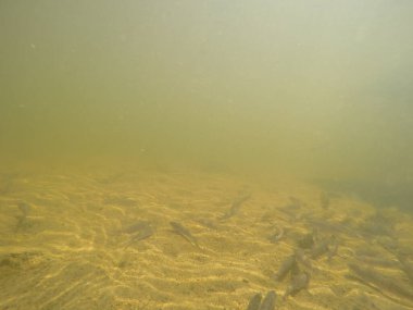 Balık popülasyonlarını ve balıkçılığı desteklemek için genç pikeperch 'i (Sander lucioperca) doğal sulara salma süreci. Bu uygulama stokların artmasına, biyolojik çeşitliliğin artmasına ve ekosistin sürdürülmesine yardımcı olur.