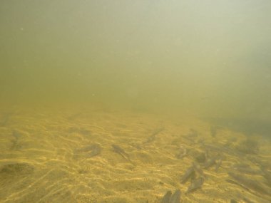 Balık popülasyonlarını ve balıkçılığı desteklemek için genç pikeperch 'i (Sander lucioperca) doğal sulara salma süreci. Bu uygulama stokların artmasına, biyolojik çeşitliliğin artmasına ve ekosistin sürdürülmesine yardımcı olur.