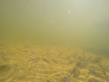 Balık popülasyonlarını ve balıkçılığı desteklemek için genç pikeperch 'i (Sander lucioperca) doğal sulara salma süreci. Bu uygulama stokların artmasına, biyolojik çeşitliliğin artmasına ve ekosistin sürdürülmesine yardımcı olur.