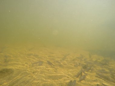 Balık popülasyonlarını ve balıkçılığı desteklemek için genç pikeperch 'i (Sander lucioperca) doğal sulara salma süreci. Bu uygulama stokların artmasına, biyolojik çeşitliliğin artmasına ve ekosistin sürdürülmesine yardımcı olur.