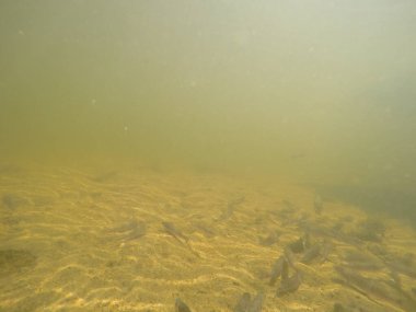 Balık popülasyonlarını ve balıkçılığı desteklemek için genç pikeperch 'i (Sander lucioperca) doğal sulara salma süreci. Bu uygulama stokların artmasına, biyolojik çeşitliliğin artmasına ve ekosistin sürdürülmesine yardımcı olur.