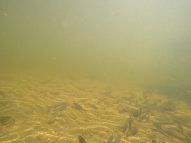 Balık popülasyonlarını ve balıkçılığı desteklemek için genç pikeperch 'i (Sander lucioperca) doğal sulara salma süreci. Bu uygulama stokların artmasına, biyolojik çeşitliliğin artmasına ve ekosistin sürdürülmesine yardımcı olur.