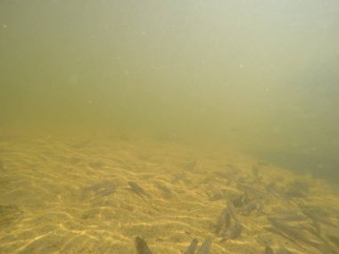 Balık popülasyonlarını ve balıkçılığı desteklemek için genç pikeperch 'i (Sander lucioperca) doğal sulara salma süreci. Bu uygulama stokların artmasına, biyolojik çeşitliliğin artmasına ve ekosistin sürdürülmesine yardımcı olur.