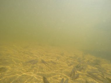 Balık popülasyonlarını ve balıkçılığı desteklemek için genç pikeperch 'i (Sander lucioperca) doğal sulara salma süreci. Bu uygulama stokların artmasına, biyolojik çeşitliliğin artmasına ve ekosistin sürdürülmesine yardımcı olur.
