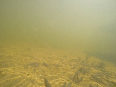 Balık popülasyonlarını ve balıkçılığı desteklemek için genç pikeperch 'i (Sander lucioperca) doğal sulara salma süreci. Bu uygulama stokların artmasına, biyolojik çeşitliliğin artmasına ve ekosistin sürdürülmesine yardımcı olur.