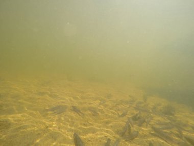 Balık popülasyonlarını ve balıkçılığı desteklemek için genç pikeperch 'i (Sander lucioperca) doğal sulara salma süreci. Bu uygulama stokların artmasına, biyolojik çeşitliliğin artmasına ve ekosistin sürdürülmesine yardımcı olur.