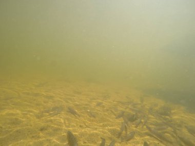 Balık popülasyonlarını ve balıkçılığı desteklemek için genç pikeperch 'i (Sander lucioperca) doğal sulara salma süreci. Bu uygulama stokların artmasına, biyolojik çeşitliliğin artmasına ve ekosistin sürdürülmesine yardımcı olur.