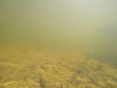 Balık popülasyonlarını ve balıkçılığı desteklemek için genç pikeperch 'i (Sander lucioperca) doğal sulara salma süreci. Bu uygulama stokların artmasına, biyolojik çeşitliliğin artmasına ve ekosistin sürdürülmesine yardımcı olur.