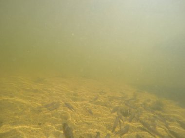 Balık popülasyonlarını ve balıkçılığı desteklemek için genç pikeperch 'i (Sander lucioperca) doğal sulara salma süreci. Bu uygulama stokların artmasına, biyolojik çeşitliliğin artmasına ve ekosistin sürdürülmesine yardımcı olur.