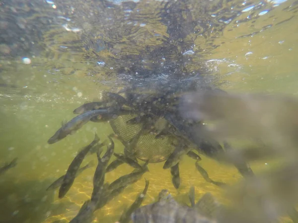 Balık popülasyonlarını ve balıkçılığı desteklemek için genç pikeperch 'i (Sander lucioperca) doğal sulara salma süreci. Bu uygulama stokların artmasına, biyolojik çeşitliliğin artmasına ve ekosistin sürdürülmesine yardımcı olur.
