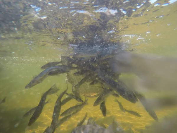Balık popülasyonlarını ve balıkçılığı desteklemek için genç pikeperch 'i (Sander lucioperca) doğal sulara salma süreci. Bu uygulama stokların artmasına, biyolojik çeşitliliğin artmasına ve ekosistin sürdürülmesine yardımcı olur.
