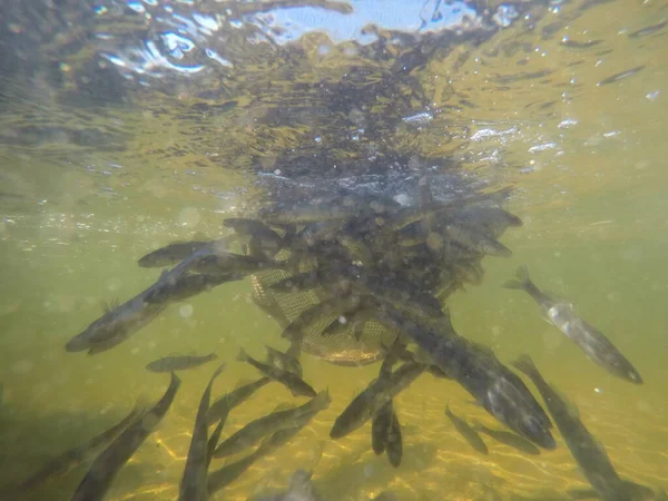 Balık popülasyonlarını ve balıkçılığı desteklemek için genç pikeperch 'i (Sander lucioperca) doğal sulara salma süreci. Bu uygulama stokların artmasına, biyolojik çeşitliliğin artmasına ve ekosistin sürdürülmesine yardımcı olur.