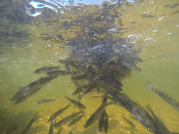 Balık popülasyonlarını ve balıkçılığı desteklemek için genç pikeperch 'i (Sander lucioperca) doğal sulara salma süreci. Bu uygulama stokların artmasına, biyolojik çeşitliliğin artmasına ve ekosistin sürdürülmesine yardımcı olur.