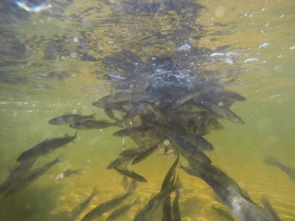 Balık popülasyonlarını ve balıkçılığı desteklemek için genç pikeperch 'i (Sander lucioperca) doğal sulara salma süreci. Bu uygulama stokların artmasına, biyolojik çeşitliliğin artmasına ve ekosistin sürdürülmesine yardımcı olur.