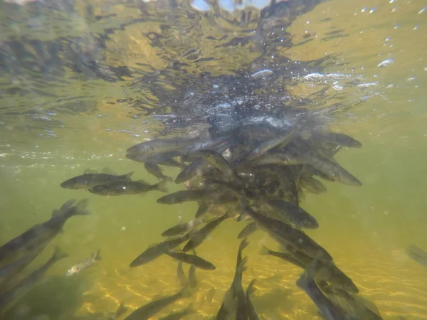 Balık popülasyonlarını ve balıkçılığı desteklemek için genç pikeperch 'i (Sander lucioperca) doğal sulara salma süreci. Bu uygulama stokların artmasına, biyolojik çeşitliliğin artmasına ve ekosistin sürdürülmesine yardımcı olur.