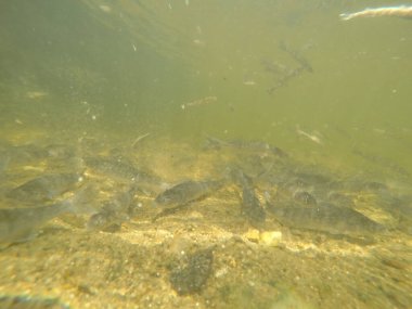 Balık popülasyonlarını ve balıkçılığı desteklemek için genç pikeperch 'i (Sander lucioperca) doğal sulara salma süreci. Bu uygulama stokların artmasına, biyolojik çeşitliliğin artmasına ve ekosistin sürdürülmesine yardımcı olur.