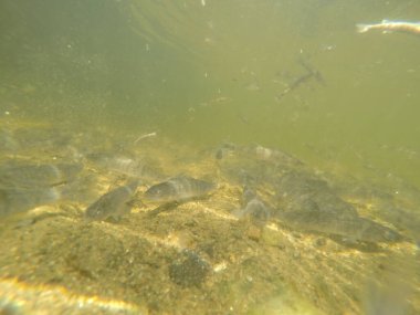 Balık popülasyonlarını ve balıkçılığı desteklemek için genç pikeperch 'i (Sander lucioperca) doğal sulara salma süreci. Bu uygulama stokların artmasına, biyolojik çeşitliliğin artmasına ve ekosistin sürdürülmesine yardımcı olur.