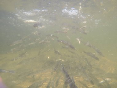 Balık popülasyonlarını ve balıkçılığı desteklemek için genç pikeperch 'i (Sander lucioperca) doğal sulara salma süreci. Bu uygulama stokların artmasına, biyolojik çeşitliliğin artmasına ve ekosistin sürdürülmesine yardımcı olur.