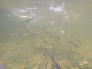 Balık popülasyonlarını ve balıkçılığı desteklemek için genç pikeperch 'i (Sander lucioperca) doğal sulara salma süreci. Bu uygulama stokların artmasına, biyolojik çeşitliliğin artmasına ve ekosistin sürdürülmesine yardımcı olur.