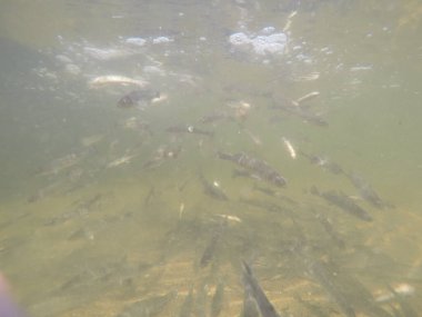 Balık popülasyonlarını ve balıkçılığı desteklemek için genç pikeperch 'i (Sander lucioperca) doğal sulara salma süreci. Bu uygulama stokların artmasına, biyolojik çeşitliliğin artmasına ve ekosistin sürdürülmesine yardımcı olur.