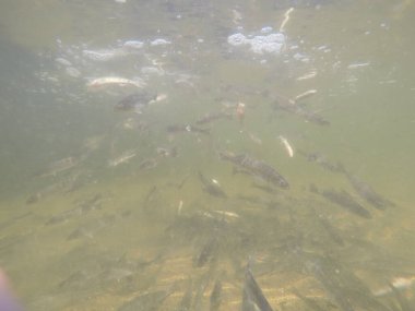 Balık popülasyonlarını ve balıkçılığı desteklemek için genç pikeperch 'i (Sander lucioperca) doğal sulara salma süreci. Bu uygulama stokların artmasına, biyolojik çeşitliliğin artmasına ve ekosistin sürdürülmesine yardımcı olur.