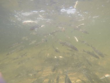 Balık popülasyonlarını ve balıkçılığı desteklemek için genç pikeperch 'i (Sander lucioperca) doğal sulara salma süreci. Bu uygulama stokların artmasına, biyolojik çeşitliliğin artmasına ve ekosistin sürdürülmesine yardımcı olur.