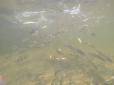 Balık popülasyonlarını ve balıkçılığı desteklemek için genç pikeperch 'i (Sander lucioperca) doğal sulara salma süreci. Bu uygulama stokların artmasına, biyolojik çeşitliliğin artmasına ve ekosistin sürdürülmesine yardımcı olur.