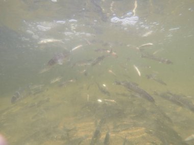 Balık popülasyonlarını ve balıkçılığı desteklemek için genç pikeperch 'i (Sander lucioperca) doğal sulara salma süreci. Bu uygulama stokların artmasına, biyolojik çeşitliliğin artmasına ve ekosistin sürdürülmesine yardımcı olur.
