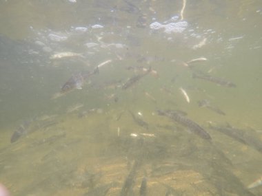 Balık popülasyonlarını ve balıkçılığı desteklemek için genç pikeperch 'i (Sander lucioperca) doğal sulara salma süreci. Bu uygulama stokların artmasına, biyolojik çeşitliliğin artmasına ve ekosistin sürdürülmesine yardımcı olur.