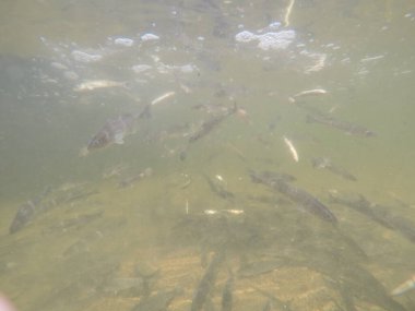 Balık popülasyonlarını ve balıkçılığı desteklemek için genç pikeperch 'i (Sander lucioperca) doğal sulara salma süreci. Bu uygulama stokların artmasına, biyolojik çeşitliliğin artmasına ve ekosistin sürdürülmesine yardımcı olur.