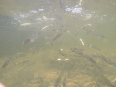 Balık popülasyonlarını ve balıkçılığı desteklemek için genç pikeperch 'i (Sander lucioperca) doğal sulara salma süreci. Bu uygulama stokların artmasına, biyolojik çeşitliliğin artmasına ve ekosistin sürdürülmesine yardımcı olur.