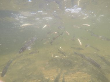 Balık popülasyonlarını ve balıkçılığı desteklemek için genç pikeperch 'i (Sander lucioperca) doğal sulara salma süreci. Bu uygulama stokların artmasına, biyolojik çeşitliliğin artmasına ve ekosistin sürdürülmesine yardımcı olur.