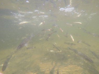 Balık popülasyonlarını ve balıkçılığı desteklemek için genç pikeperch 'i (Sander lucioperca) doğal sulara salma süreci. Bu uygulama stokların artmasına, biyolojik çeşitliliğin artmasına ve ekosistin sürdürülmesine yardımcı olur.