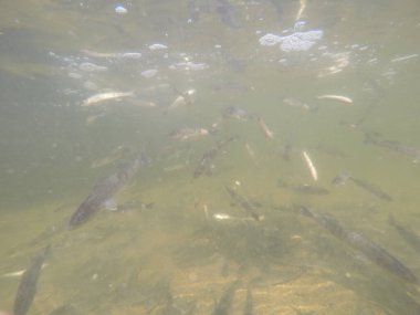 Balık popülasyonlarını ve balıkçılığı desteklemek için genç pikeperch 'i (Sander lucioperca) doğal sulara salma süreci. Bu uygulama stokların artmasına, biyolojik çeşitliliğin artmasına ve ekosistin sürdürülmesine yardımcı olur.