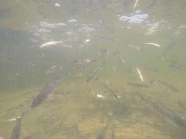 Balık popülasyonlarını ve balıkçılığı desteklemek için genç pikeperch 'i (Sander lucioperca) doğal sulara salma süreci. Bu uygulama stokların artmasına, biyolojik çeşitliliğin artmasına ve ekosistin sürdürülmesine yardımcı olur.