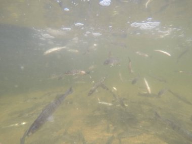 Balık popülasyonlarını ve balıkçılığı desteklemek için genç pikeperch 'i (Sander lucioperca) doğal sulara salma süreci. Bu uygulama stokların artmasına, biyolojik çeşitliliğin artmasına ve ekosistin sürdürülmesine yardımcı olur.