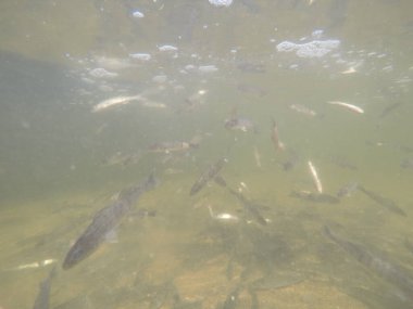 Balık popülasyonlarını ve balıkçılığı desteklemek için genç pikeperch 'i (Sander lucioperca) doğal sulara salma süreci. Bu uygulama stokların artmasına, biyolojik çeşitliliğin artmasına ve ekosistin sürdürülmesine yardımcı olur.