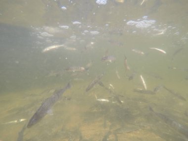 Balık popülasyonlarını ve balıkçılığı desteklemek için genç pikeperch 'i (Sander lucioperca) doğal sulara salma süreci. Bu uygulama stokların artmasına, biyolojik çeşitliliğin artmasına ve ekosistin sürdürülmesine yardımcı olur.