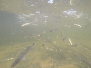 Balık popülasyonlarını ve balıkçılığı desteklemek için genç pikeperch 'i (Sander lucioperca) doğal sulara salma süreci. Bu uygulama stokların artmasına, biyolojik çeşitliliğin artmasına ve ekosistin sürdürülmesine yardımcı olur.
