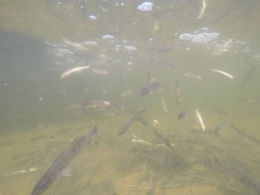 Balık popülasyonlarını ve balıkçılığı desteklemek için genç pikeperch 'i (Sander lucioperca) doğal sulara salma süreci. Bu uygulama stokların artmasına, biyolojik çeşitliliğin artmasına ve ekosistin sürdürülmesine yardımcı olur.