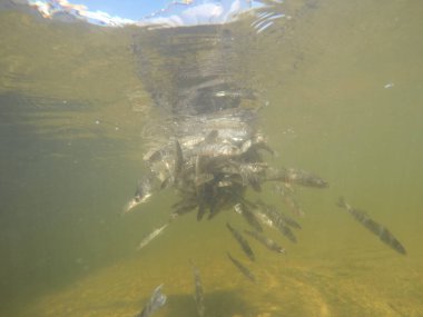 Balık popülasyonlarını ve balıkçılığı desteklemek için genç pikeperch 'i (Sander lucioperca) doğal sulara salma süreci. Bu uygulama stokların artmasına, biyolojik çeşitliliğin artmasına ve ekosistin sürdürülmesine yardımcı olur.