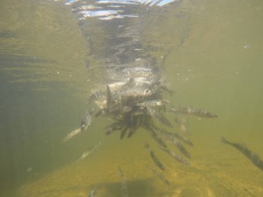 Balık popülasyonlarını ve balıkçılığı desteklemek için genç pikeperch 'i (Sander lucioperca) doğal sulara salma süreci. Bu uygulama stokların artmasına, biyolojik çeşitliliğin artmasına ve ekosistin sürdürülmesine yardımcı olur.